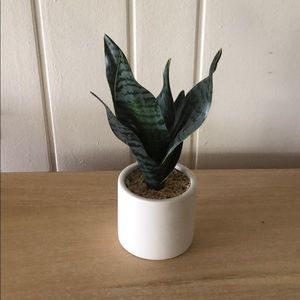 Faux Snake Plant